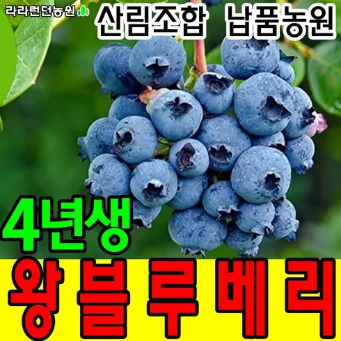 베스트상품 블루베리묘목 베스트추천