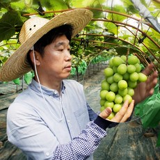 김천 포도장인 샤인머스켓 실속형 특품, 1개, 특품 샤인머스켓 3kg(3-5수)